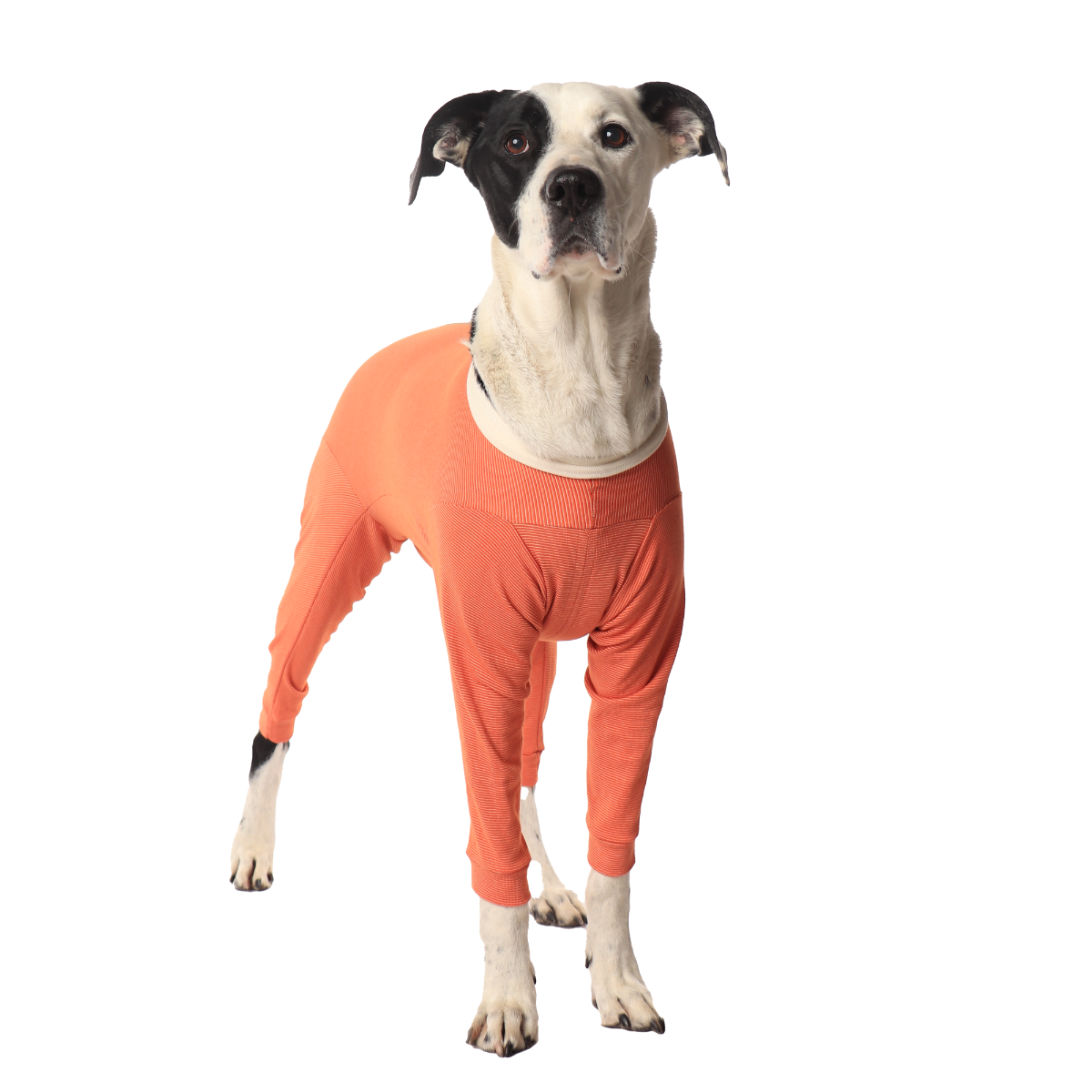 Luna & Milo CopperBody 4-Legs #2