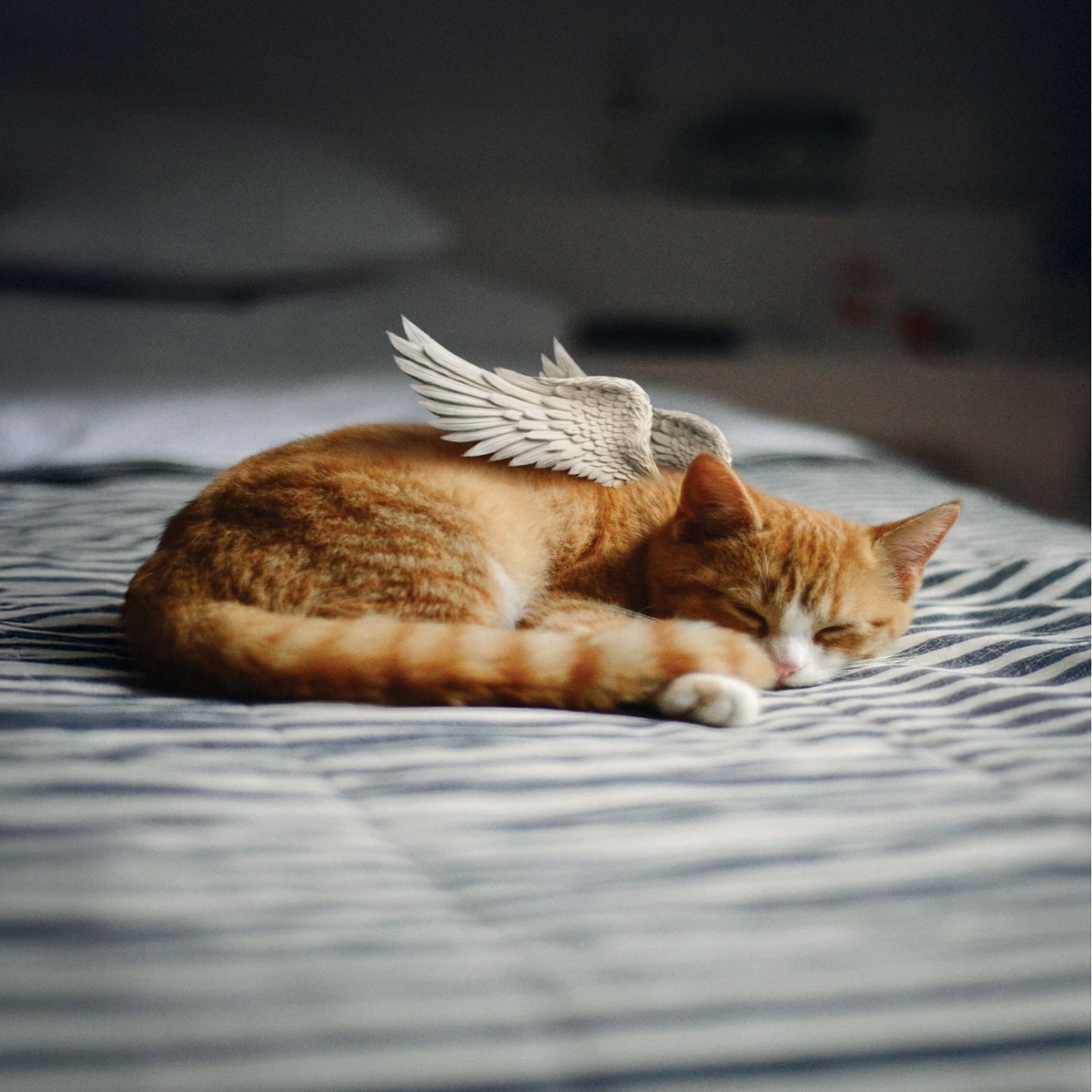 Euthabag® Beileidskarten (Katze)