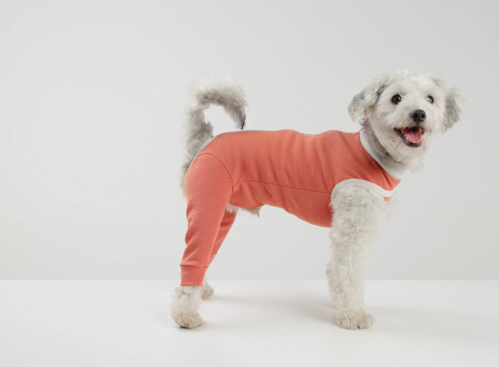 Luna & Milo CopperBody Hind Legs #1