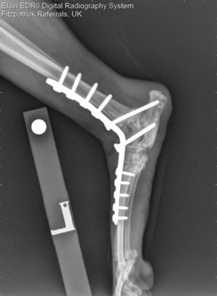 Pantarsalplatte cranial 2,4/2,7/3,5mm 152946