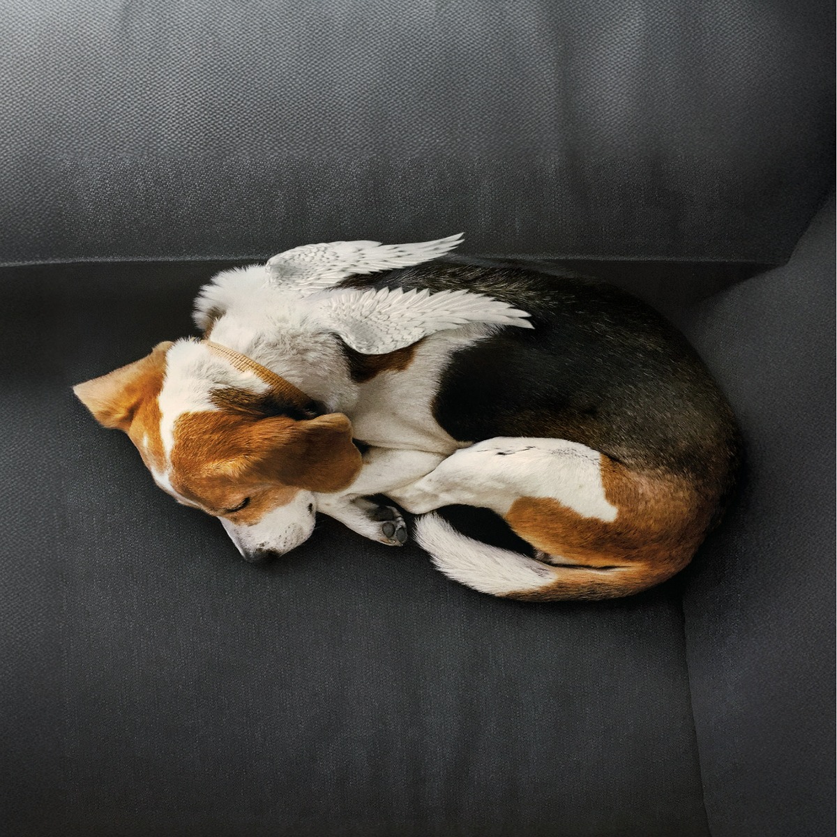 Euthabag® Beileidskarten (Hund)