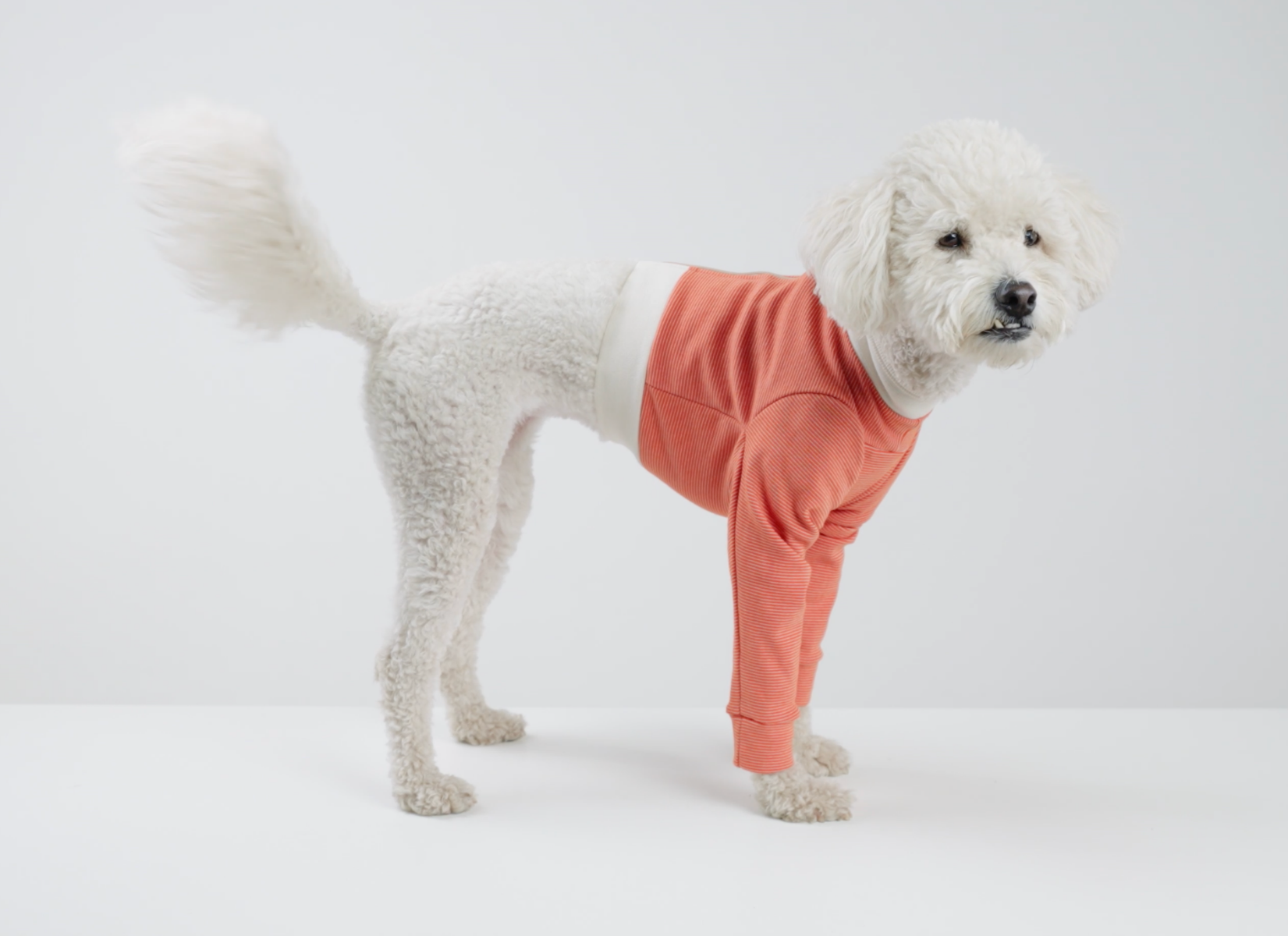 Luna & Milo CopperBody Front Legs #4/5